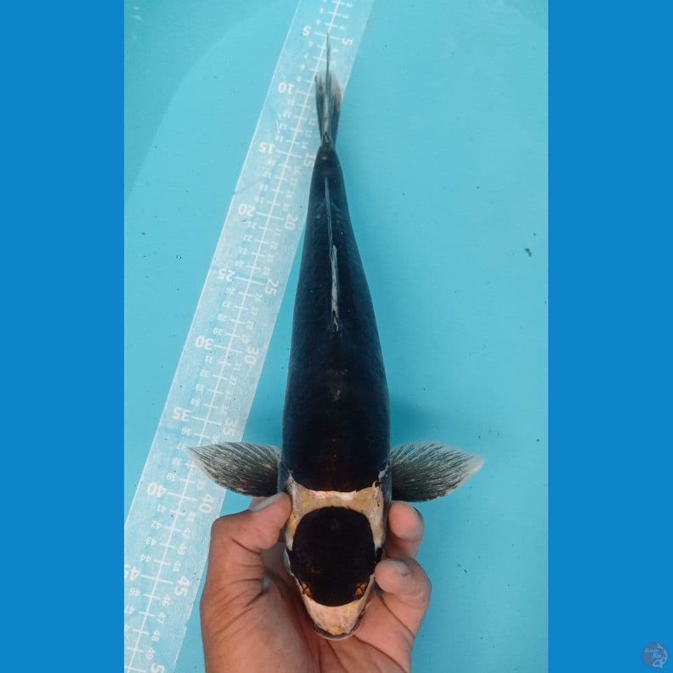 SI BLACK DOIT 40CM