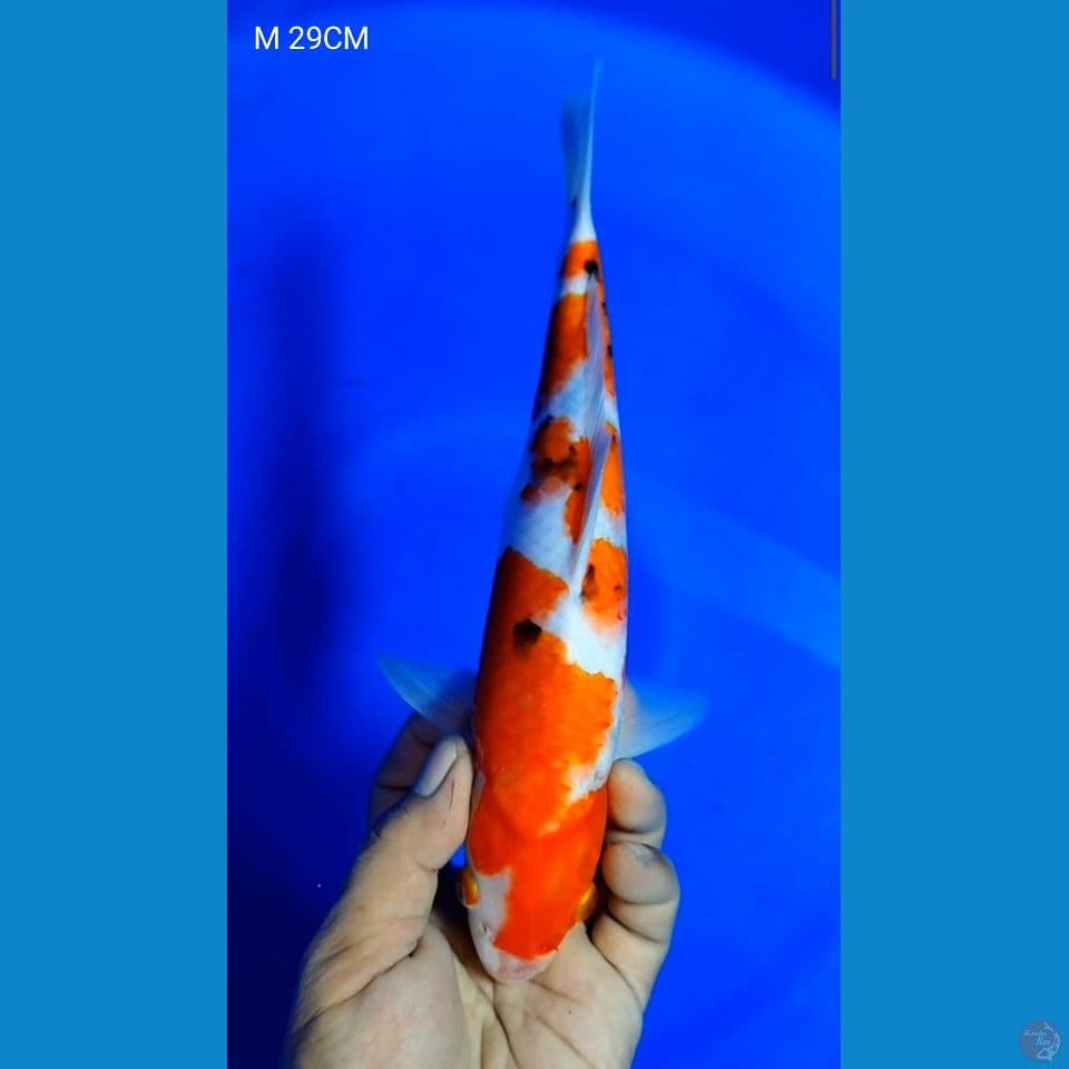 SANKE M 29CM