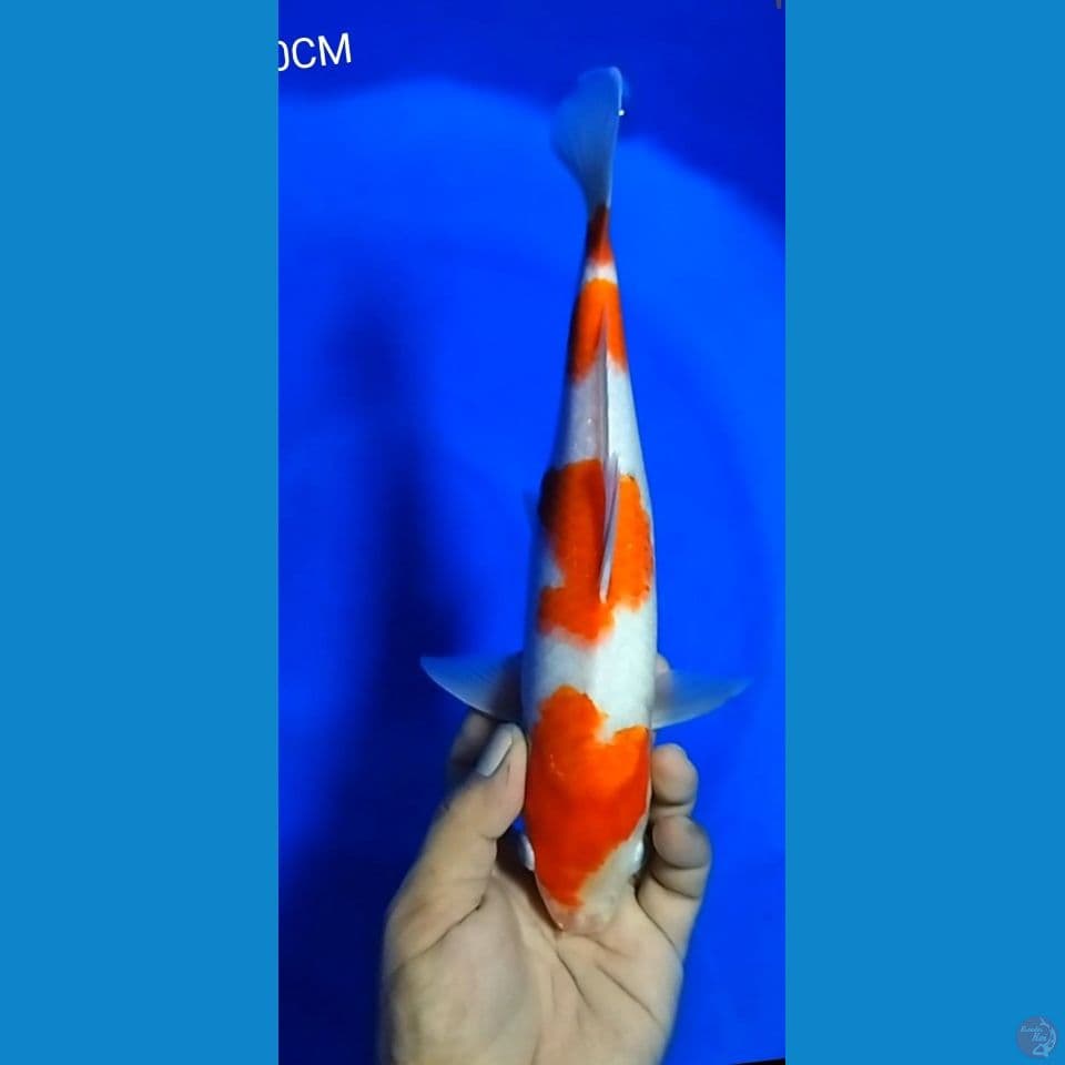 KOHAKU F 30CM