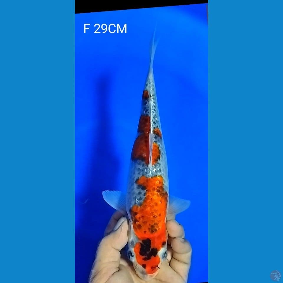 GHOSIKI F 29CM