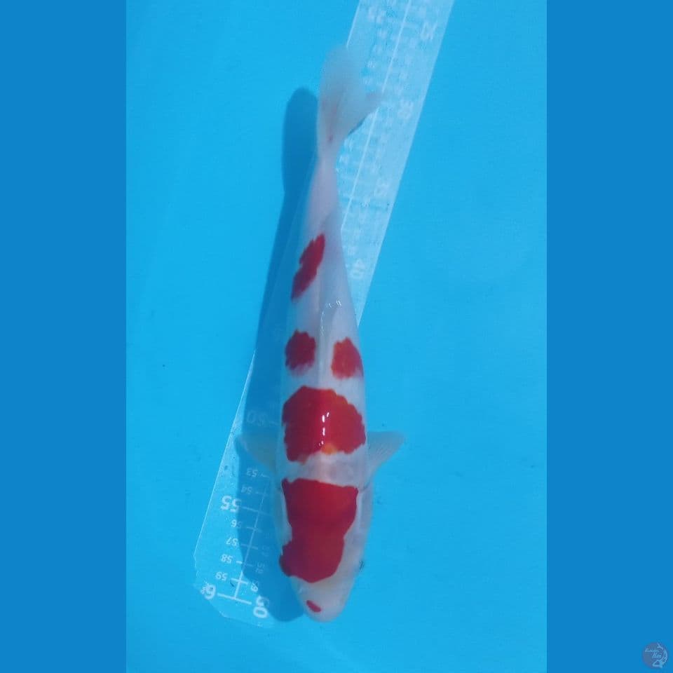 KOHAKU 32CM
