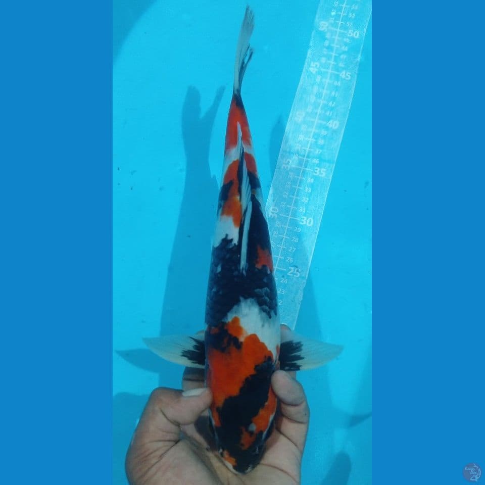 SHOWA 35CM