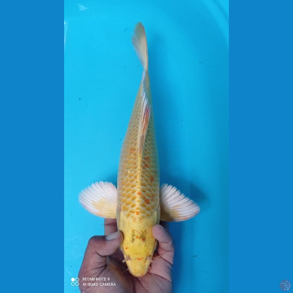 KUMPAY 35CM