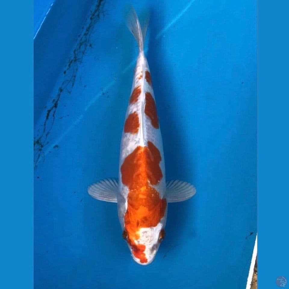 kikushui 23cm