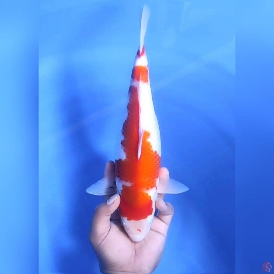 SANKE BODY MANTAP # 33CM - F