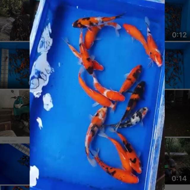 Mix Koi