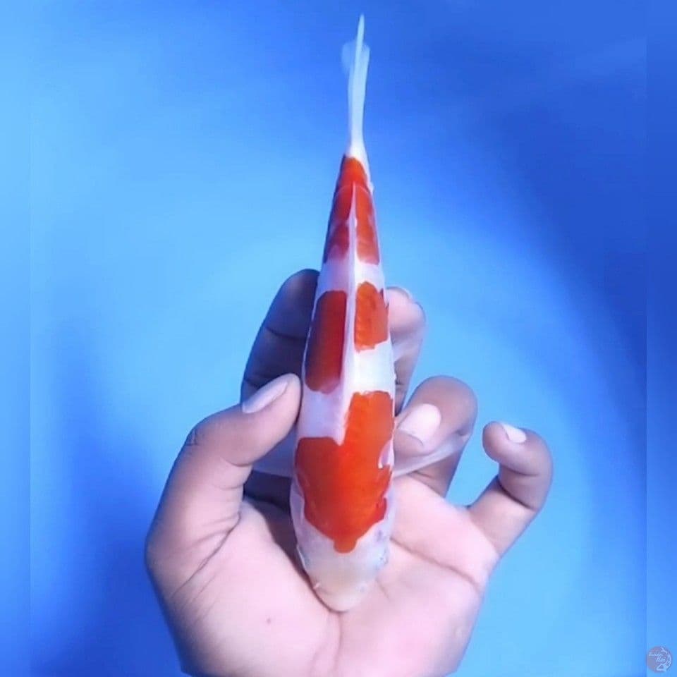 DOITSU SANKE # 19CM - M