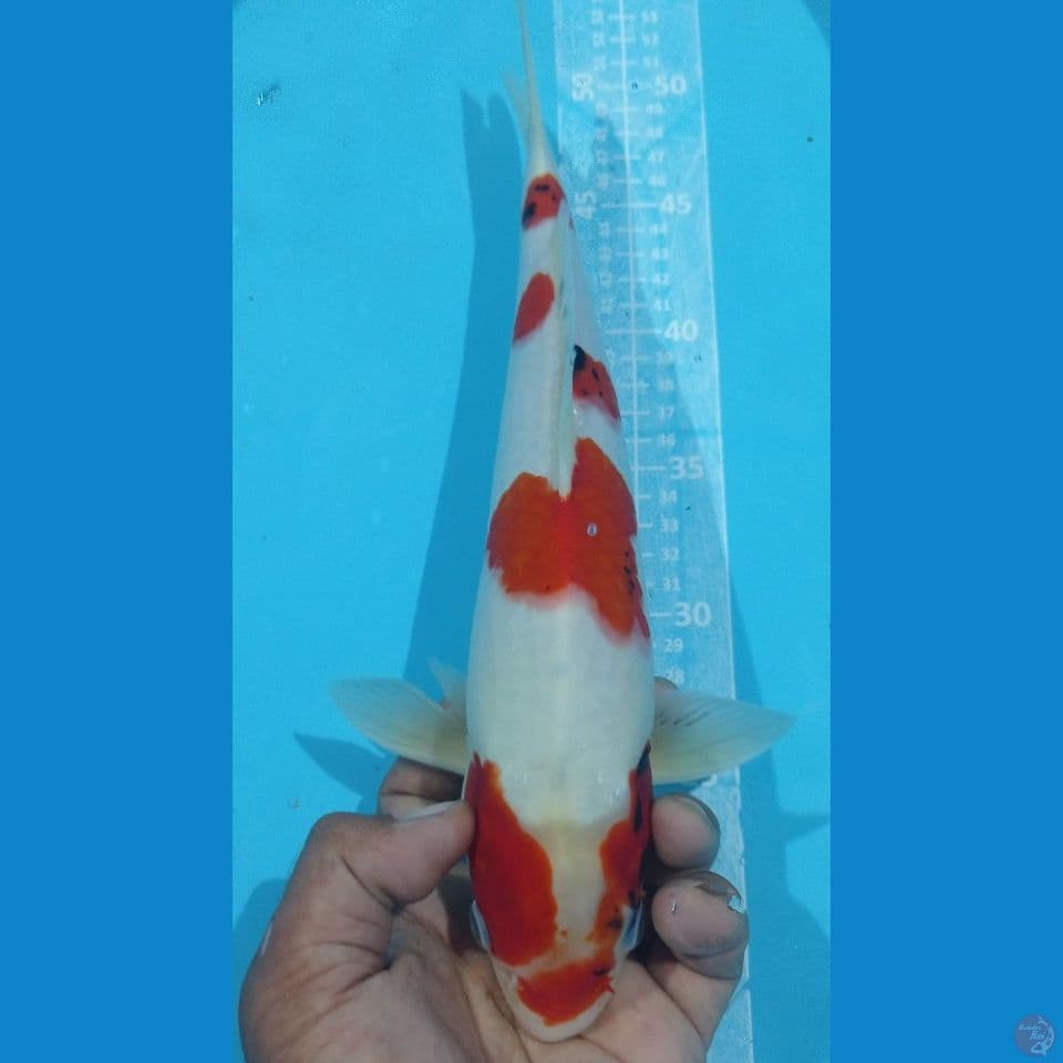 KINDAI SHOWA 34CM