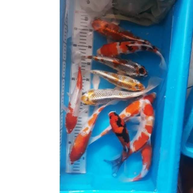 7 EKOR PAKET KOMPLIT