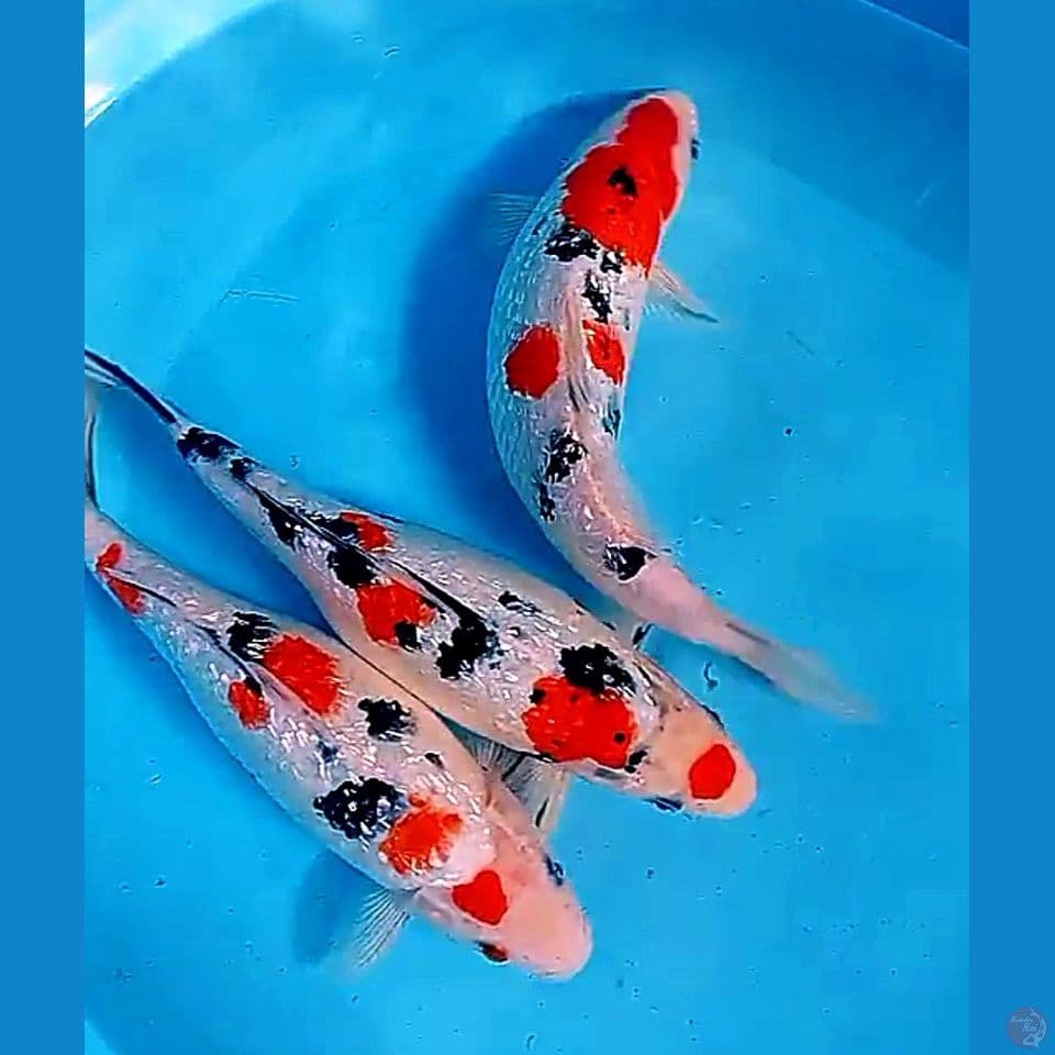 31-32 cm ginrin