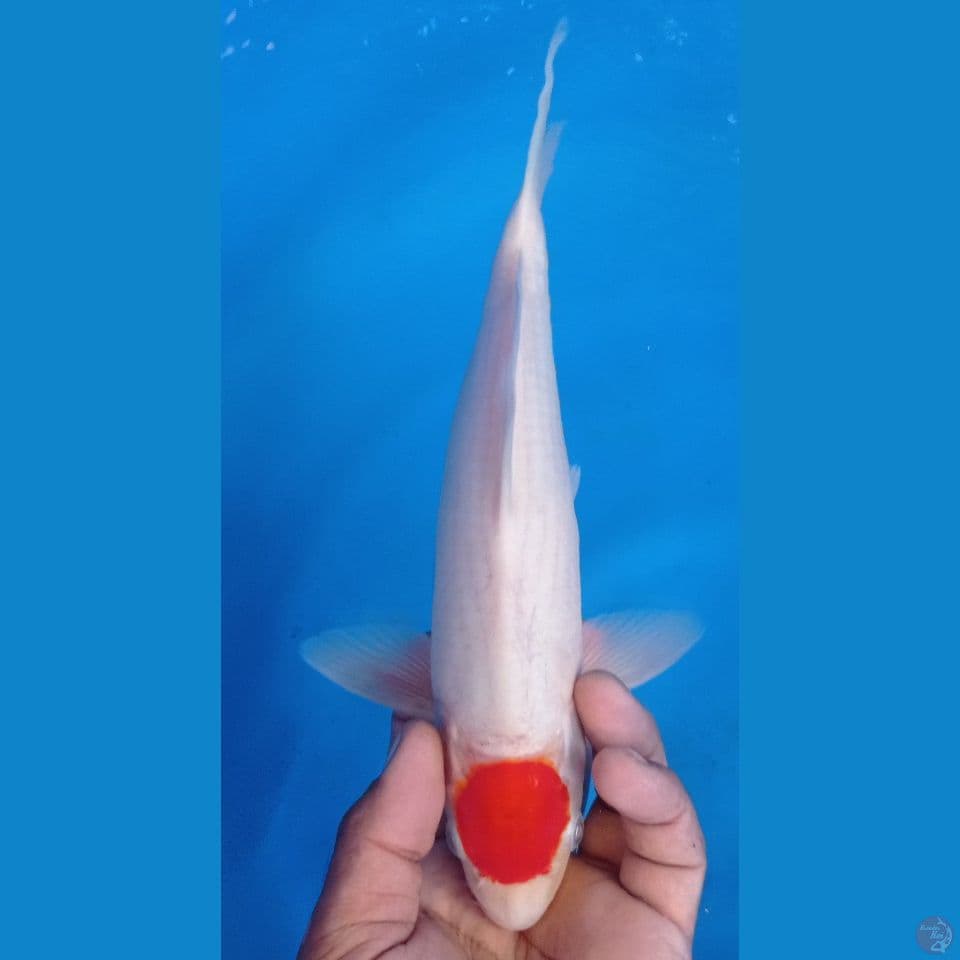 TANCO KOHAKU 30CM