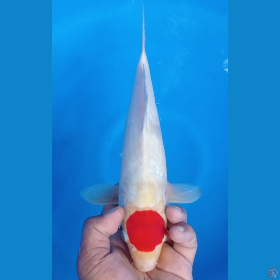 TANCO KOHAKU 34CM