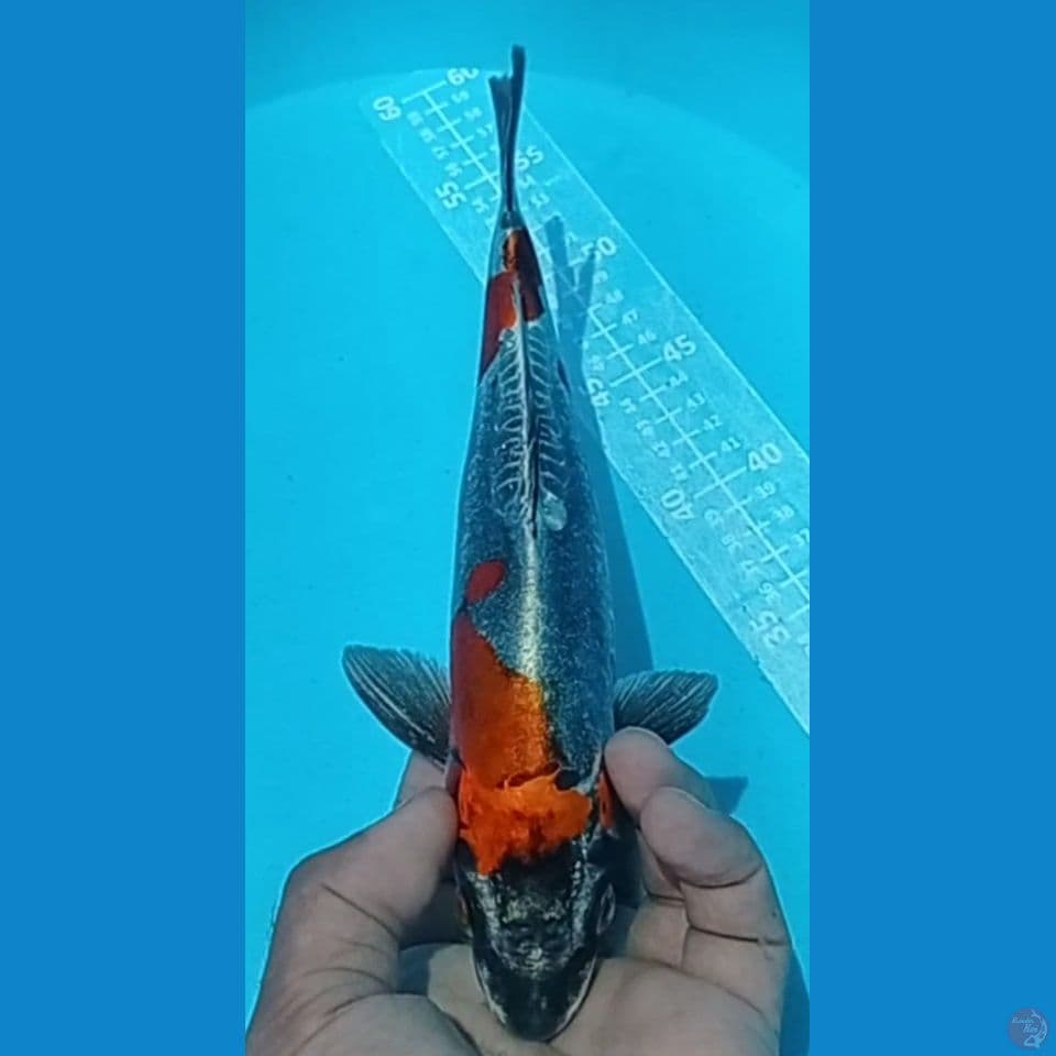 KIKO 27CM