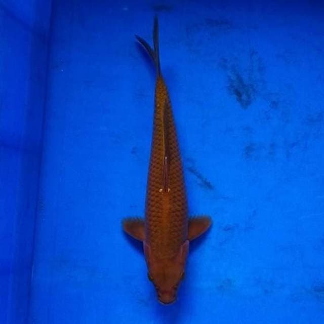25CM - CHAGOI TEMBAGA