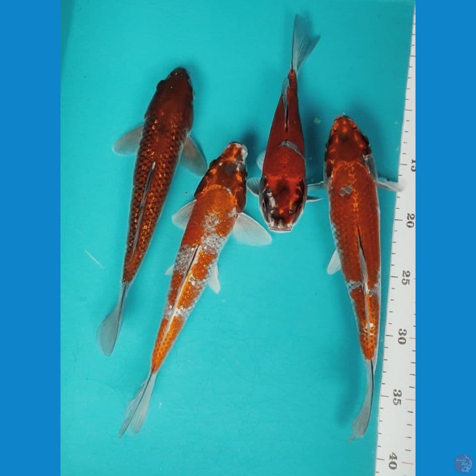 paket ochiba dan kogane 23-26cm