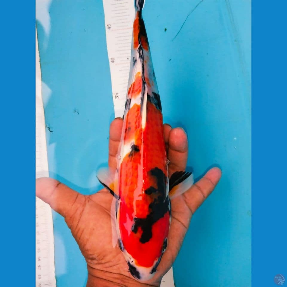 showa 32cm