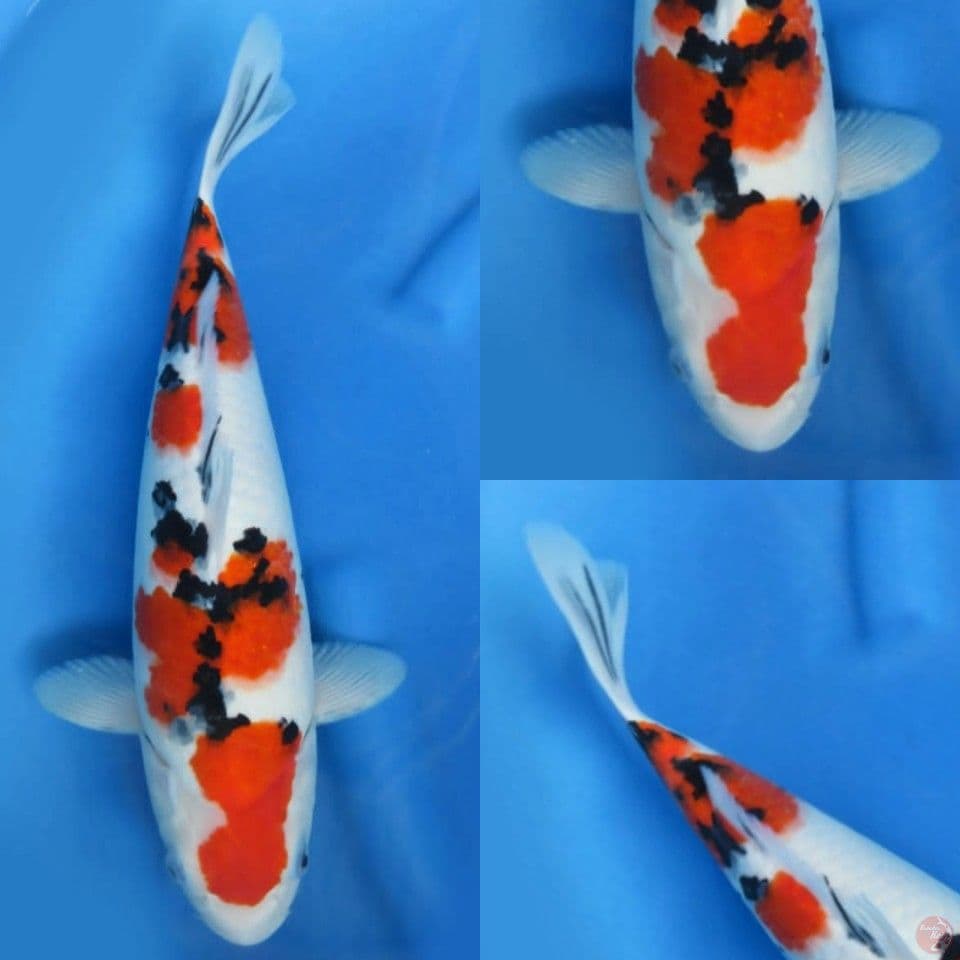 40cm Sanke Ori Halus