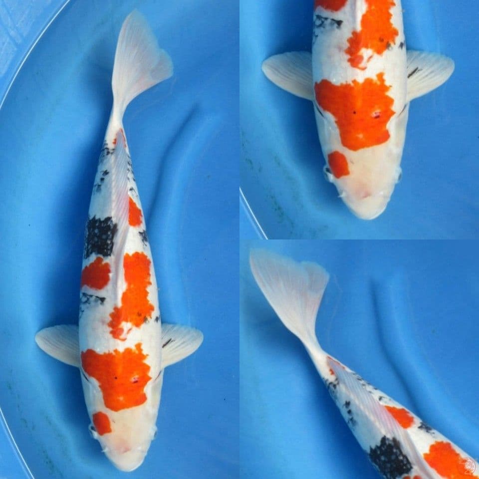 55cm Jumbo Kindai Showa Import non serti
