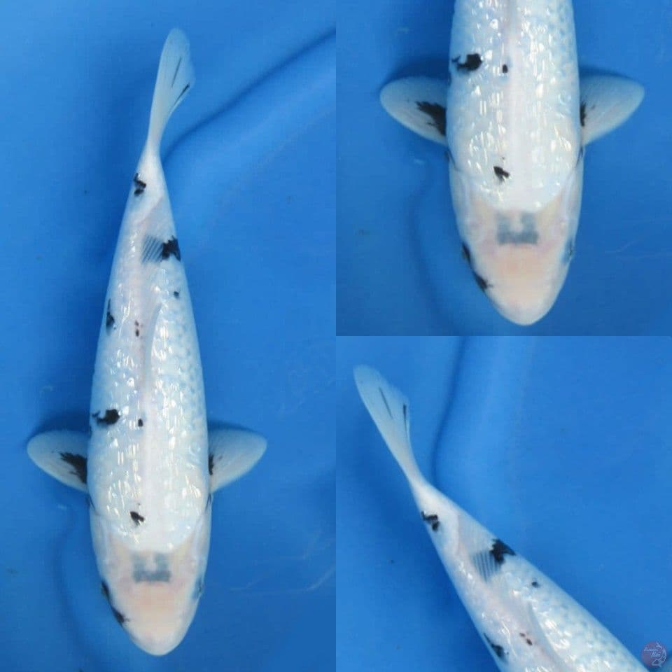 33cm Tategoi 4