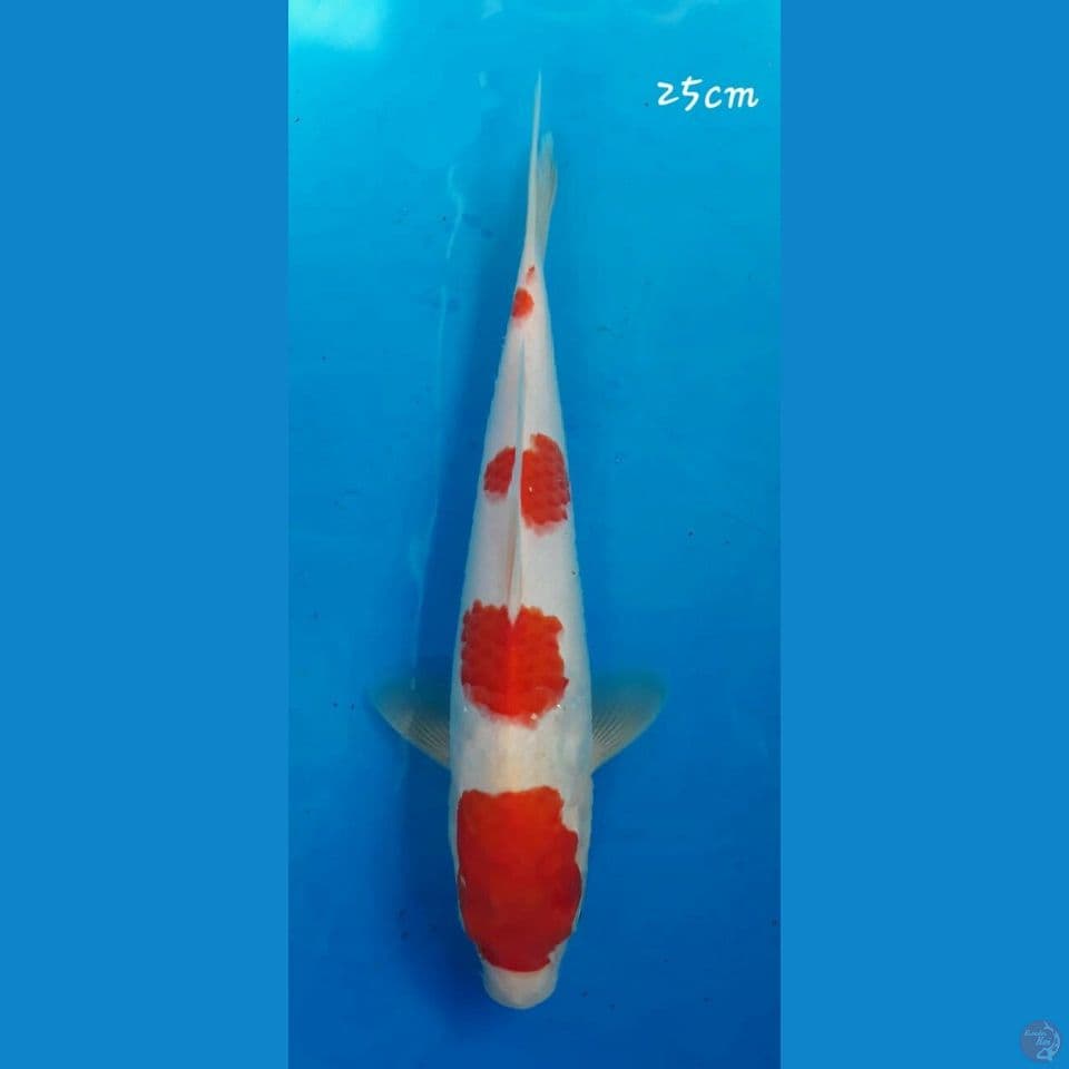 Kohaku 25cm