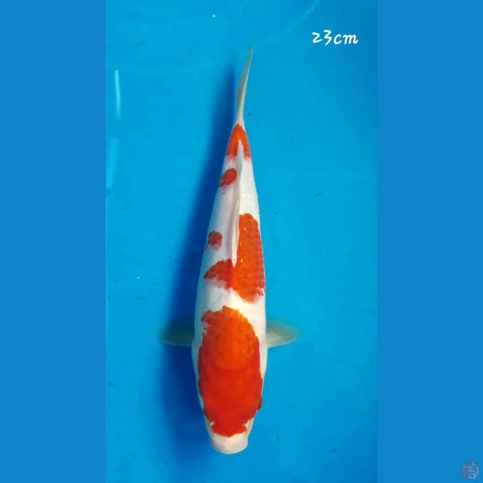 Kohalu 23cm