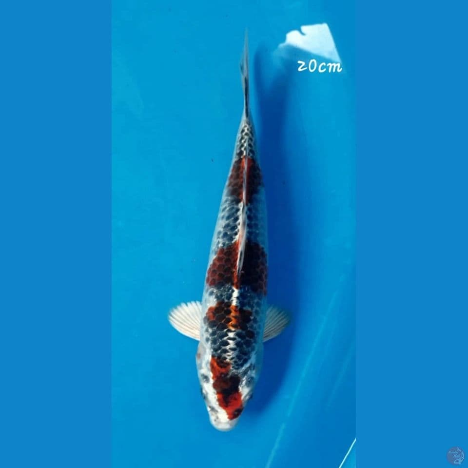 Beni ginga 20cm