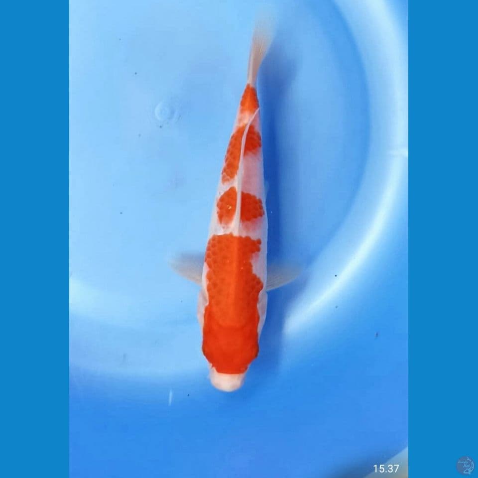 Kohaku 20cm