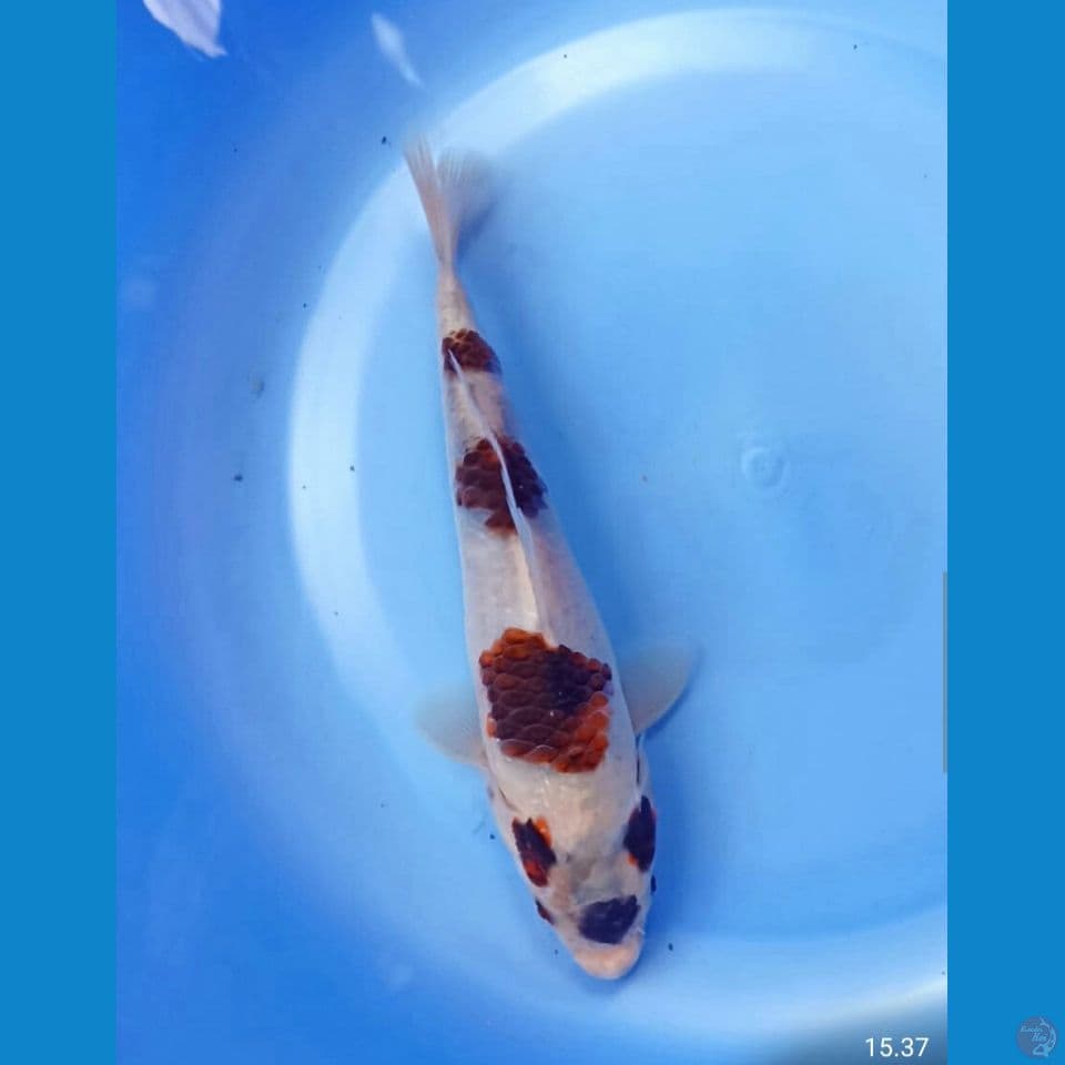 Goromo 21cm