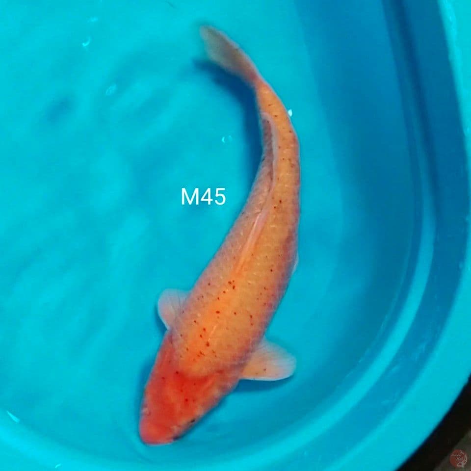 pejinak m45cm