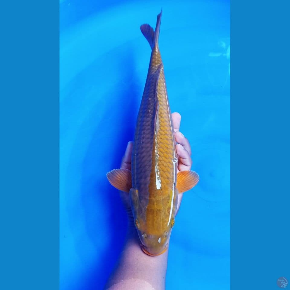 midori betina size 41 cm