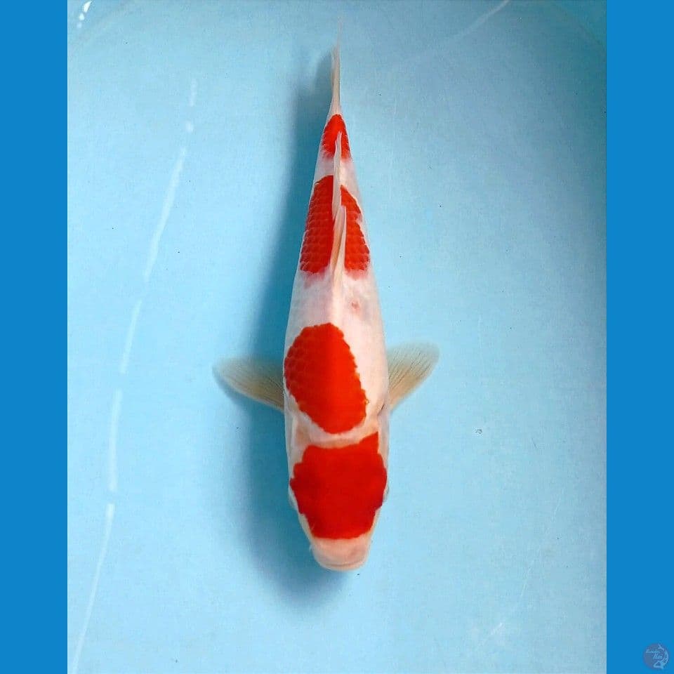 kohaku, 26 cm