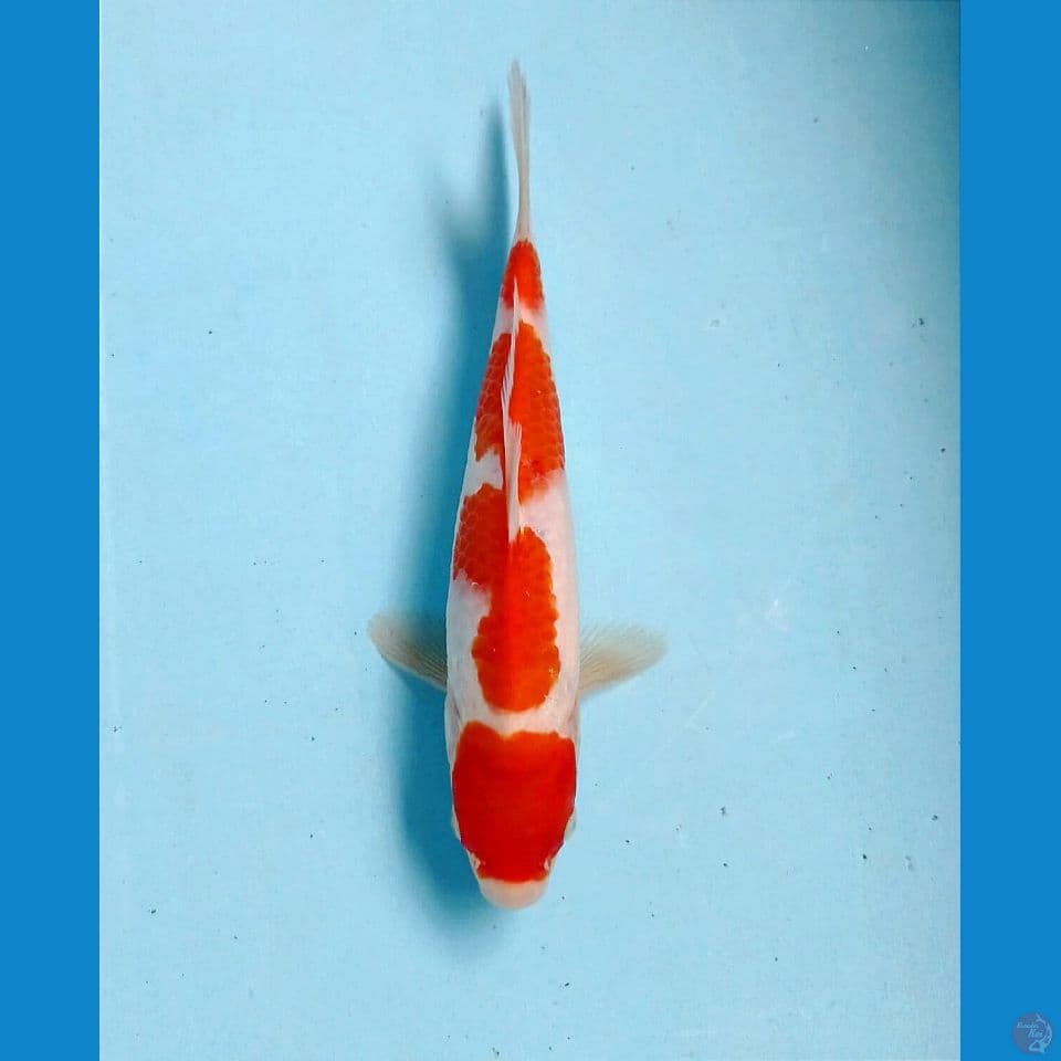 kohaku, 20 cm
