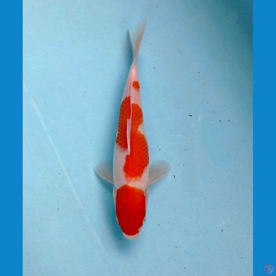 kohaku, 21 cm