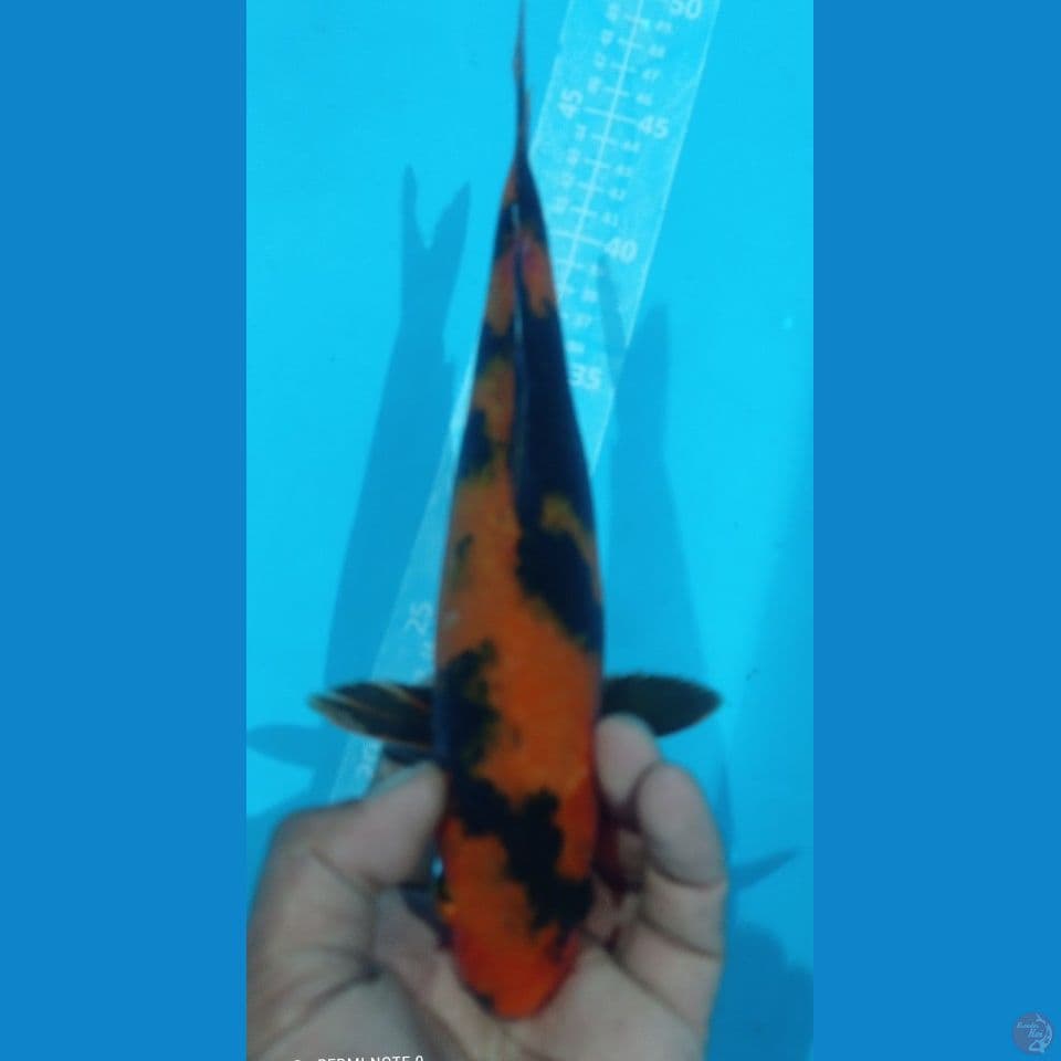 KI UTSURI 29CM