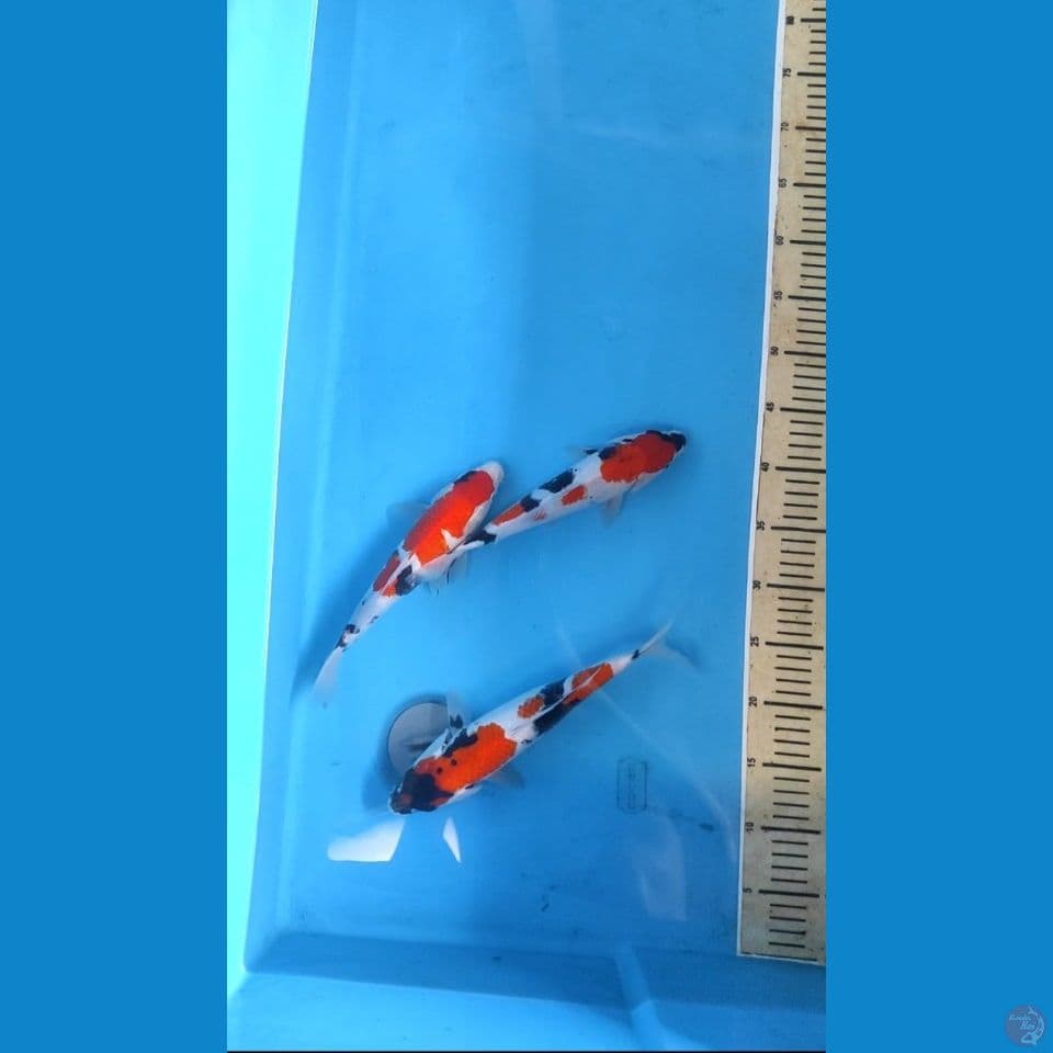 showa 24-25 cm 3 ekor