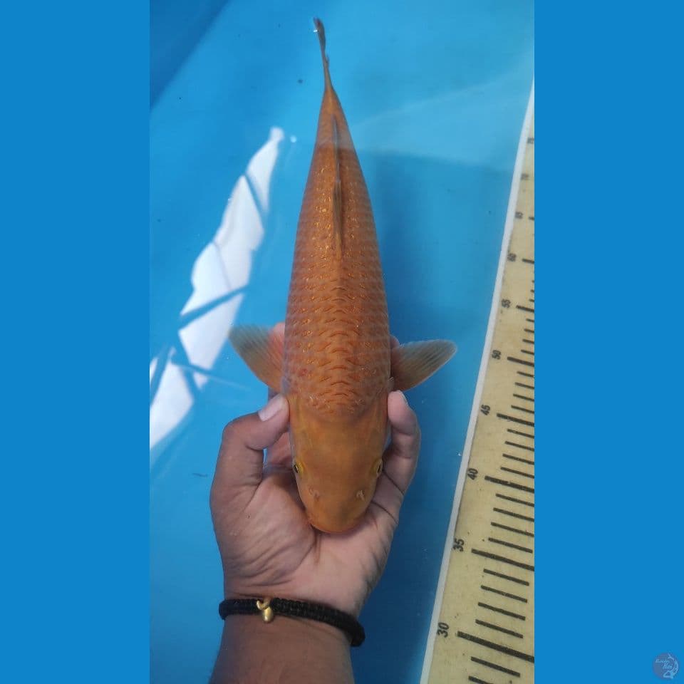 caramel 40 cm