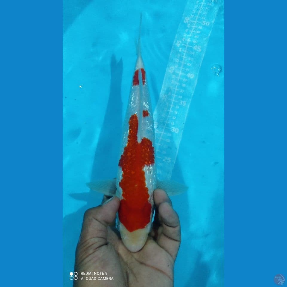 KOHAKU GINRIN 32CM