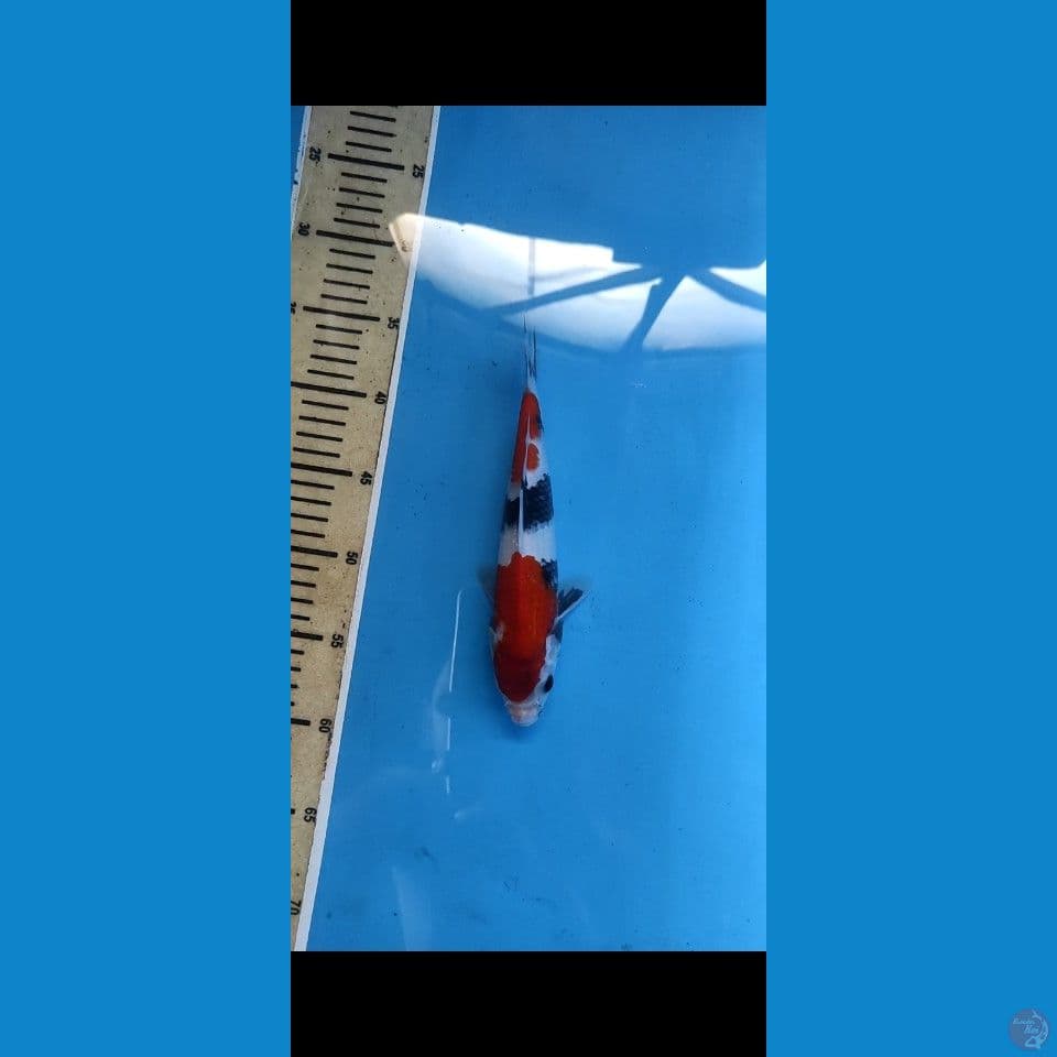 showa 25 cm