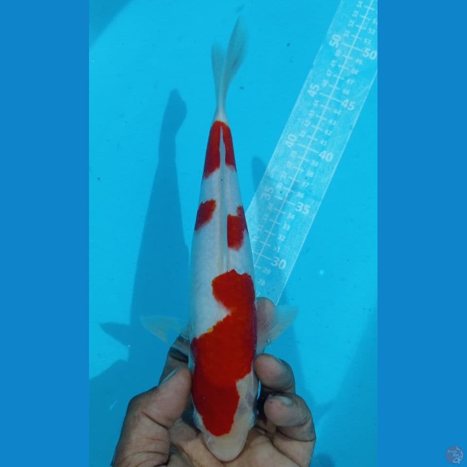 KOHAKU HALUS 28CM