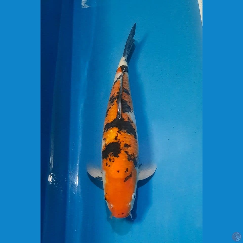 Sanke 47 cm