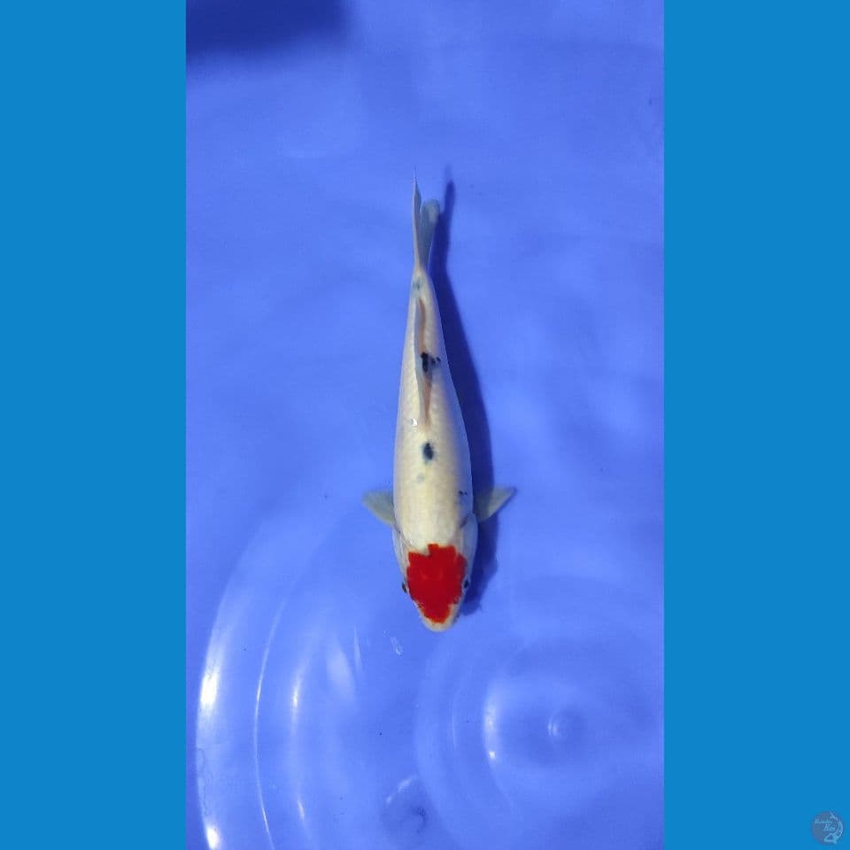 #TANCHO SANKE ORIGINAL #SIZE 22CM SEX JANTAN