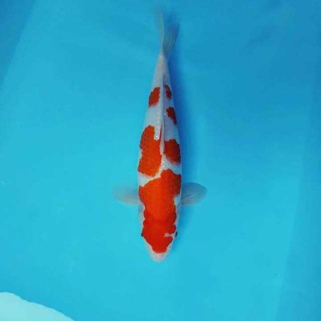 10. IZUMO ~ KOHAKU,-