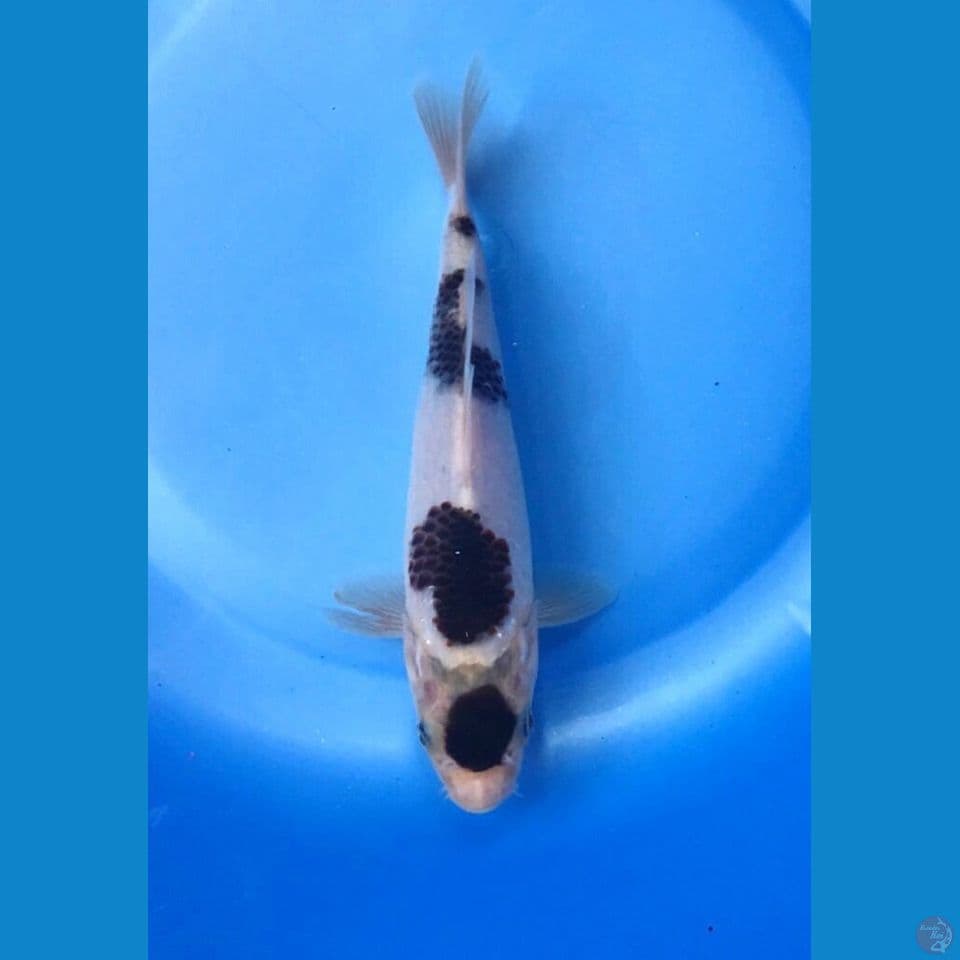 maruten goromo 20cm