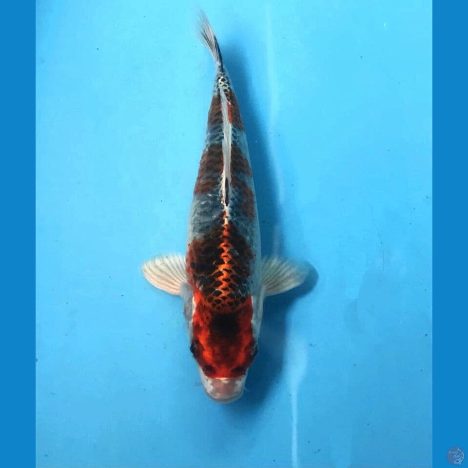 beni gingga 19cm