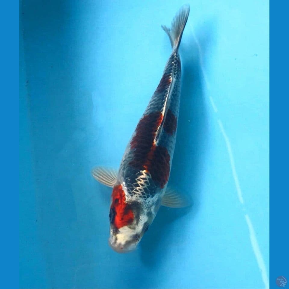 beni gingga 20cm