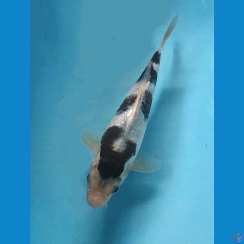 budo goromo 20cm