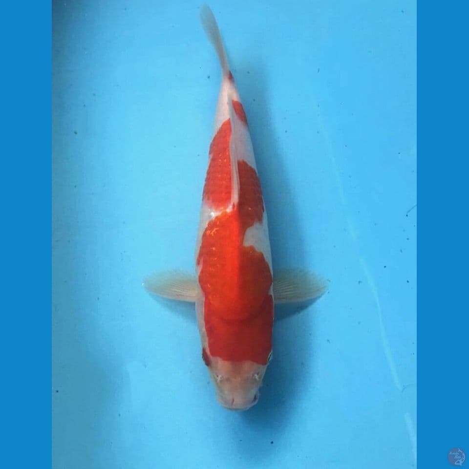 kohaku inazuma 25cm