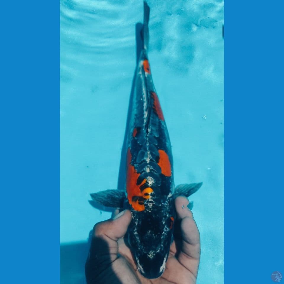 BENIKIKO 37CM
