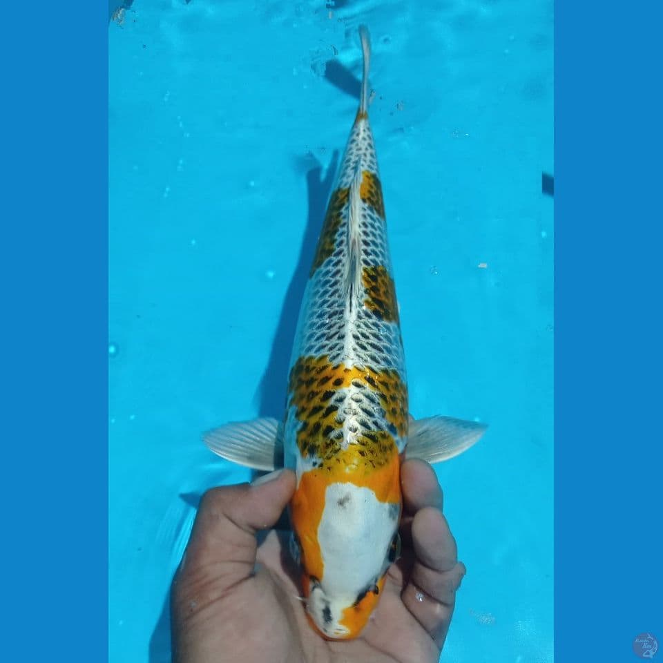KUJAKU 36CM