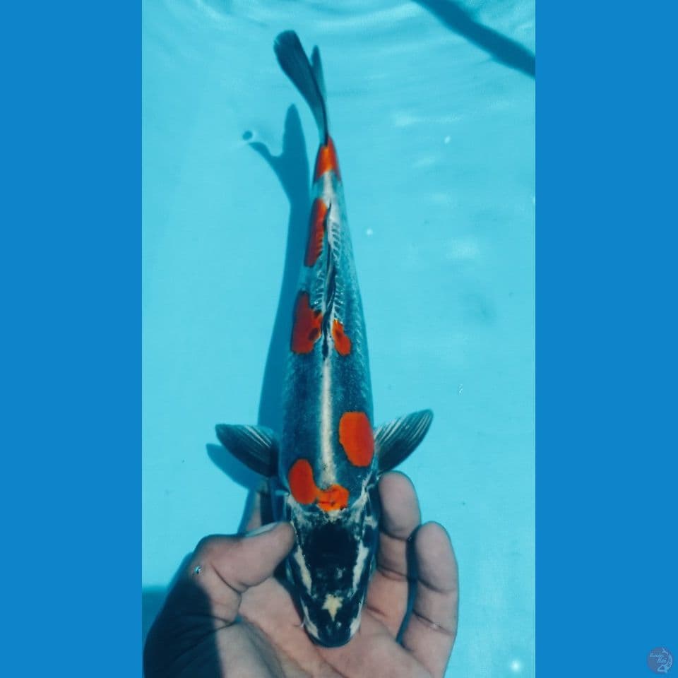 BENIKIKO 30CM